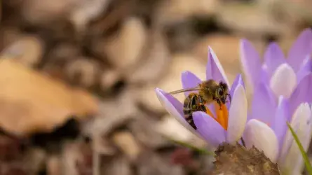 BumbleBee.jpg
