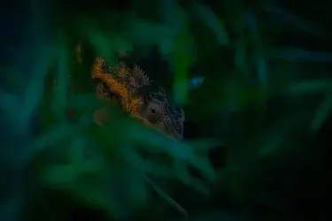 Cameleon.jpg