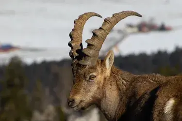 Ibex.jpg